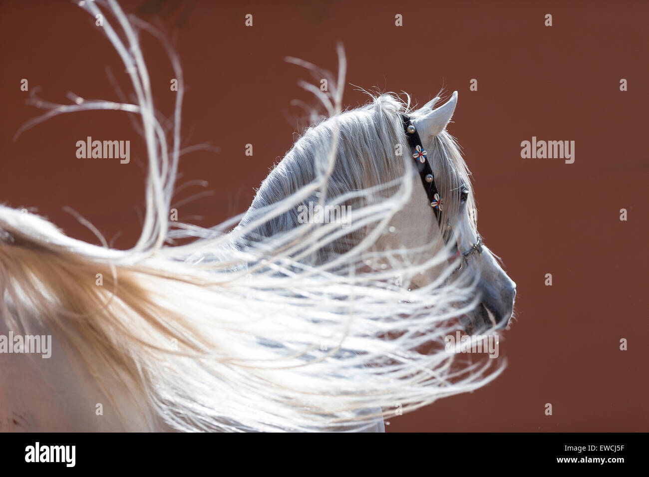 Arabian Horse. Portrait of gray stallion with its tail in foreground. Egypt Stock Photo