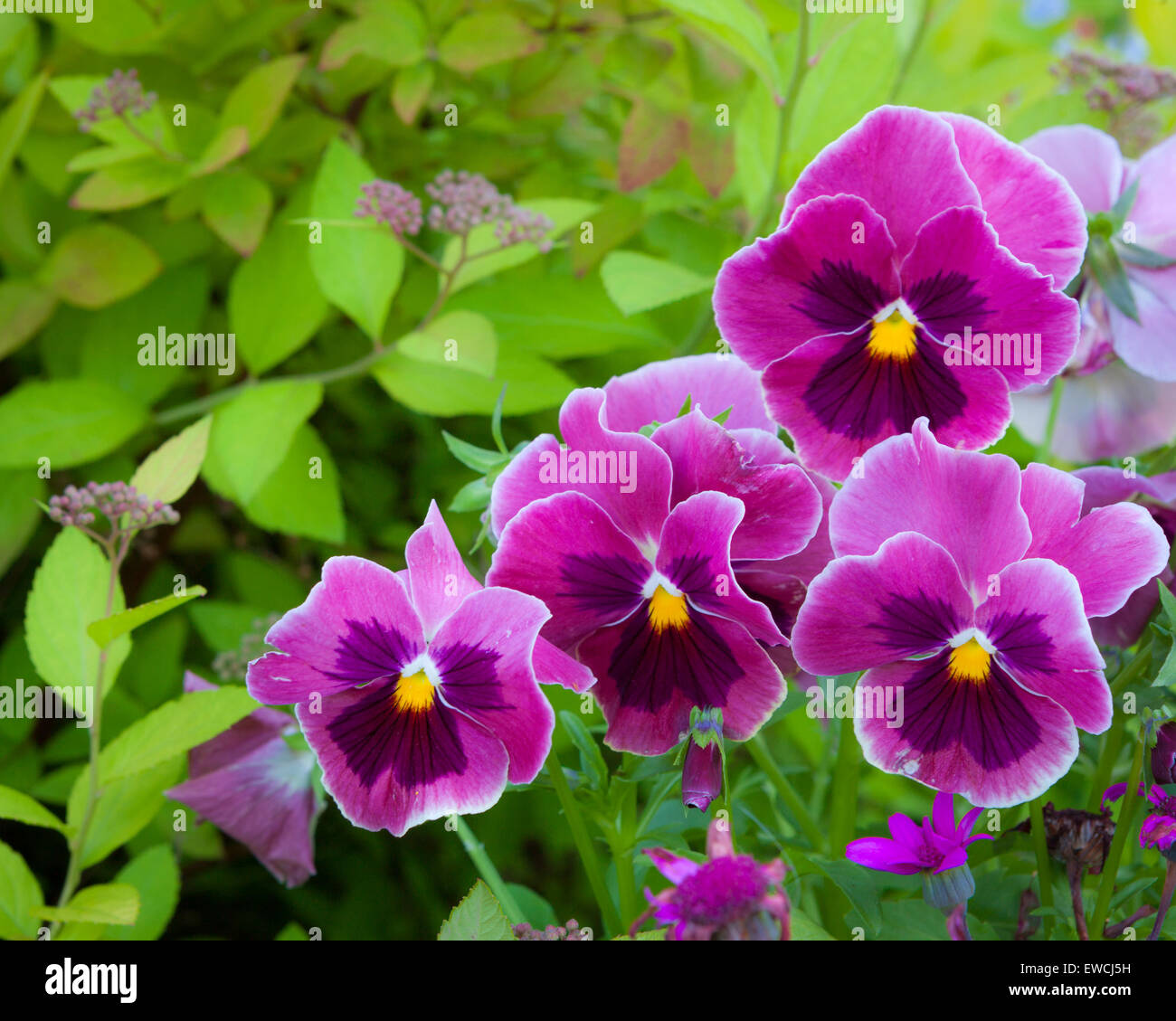 Group of pansy in the garden Stock Photo Alamy