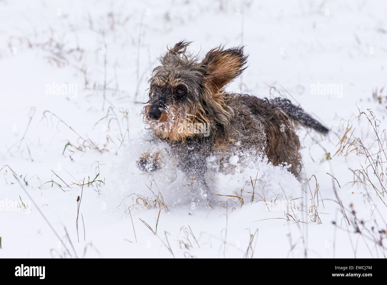 Wire-haired Dachshund. Adult running in snow. Germany Stock Photo