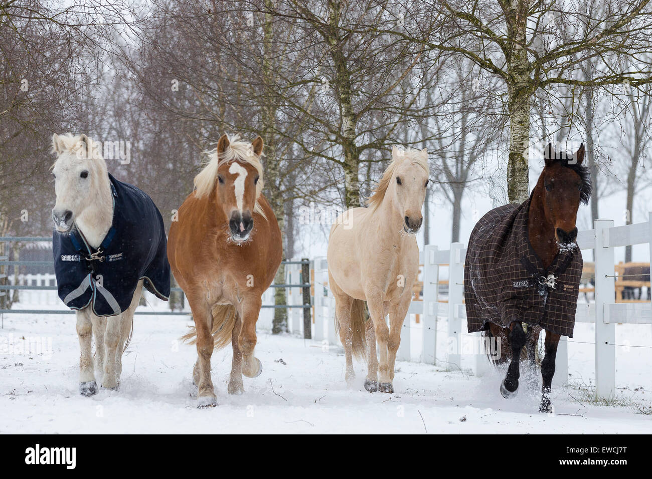 Domestic Horse. Four horses walking on a snowy pasture. Two of them wearing a blanket. Germany Stock Photo