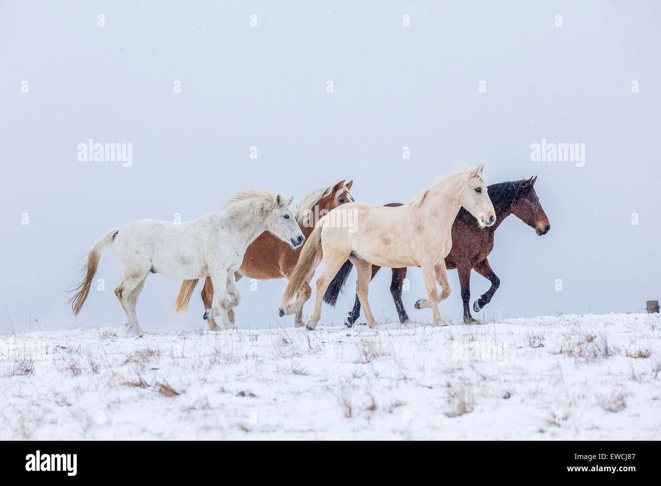 Domestic horse. Four horses trotting on a snowy pasture. Germany Stock Photo