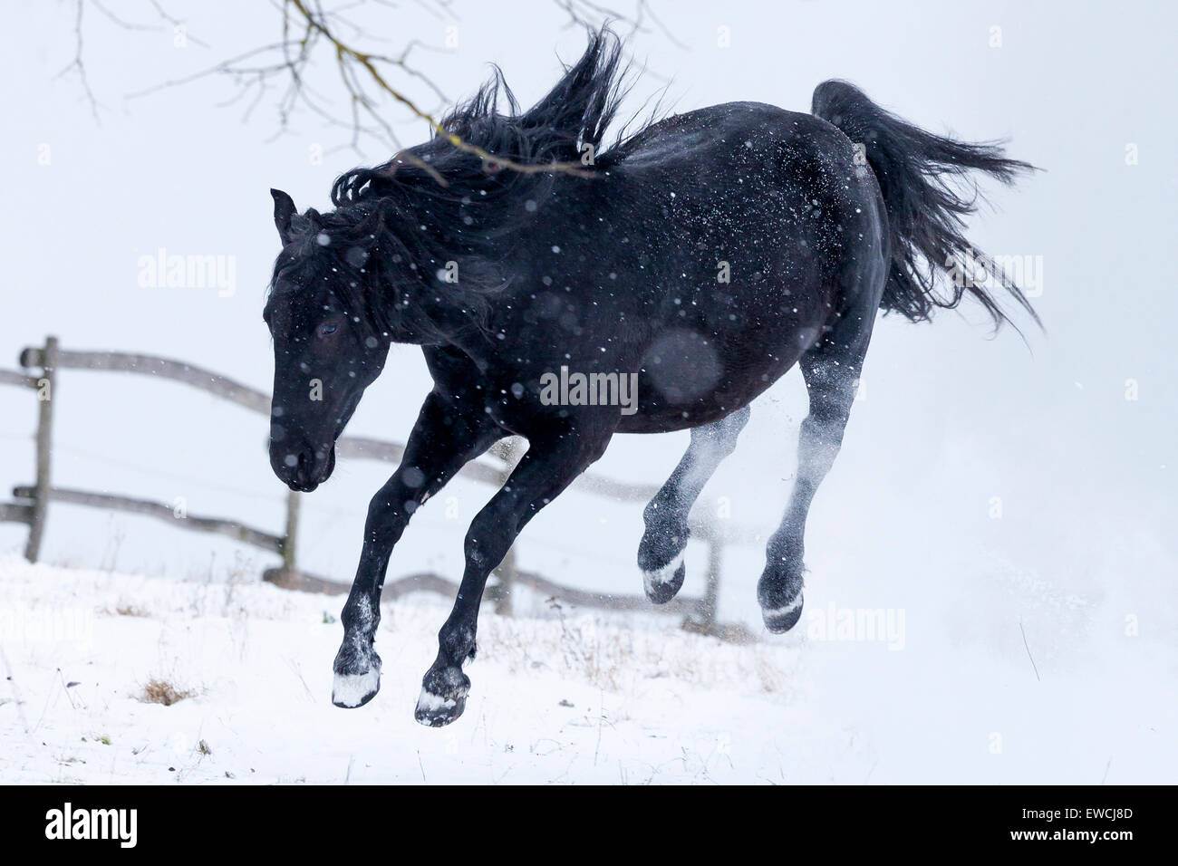 Murgese Horse, Murghese. Black gelding bucking on a snowy pasture. Germany Stock Photo