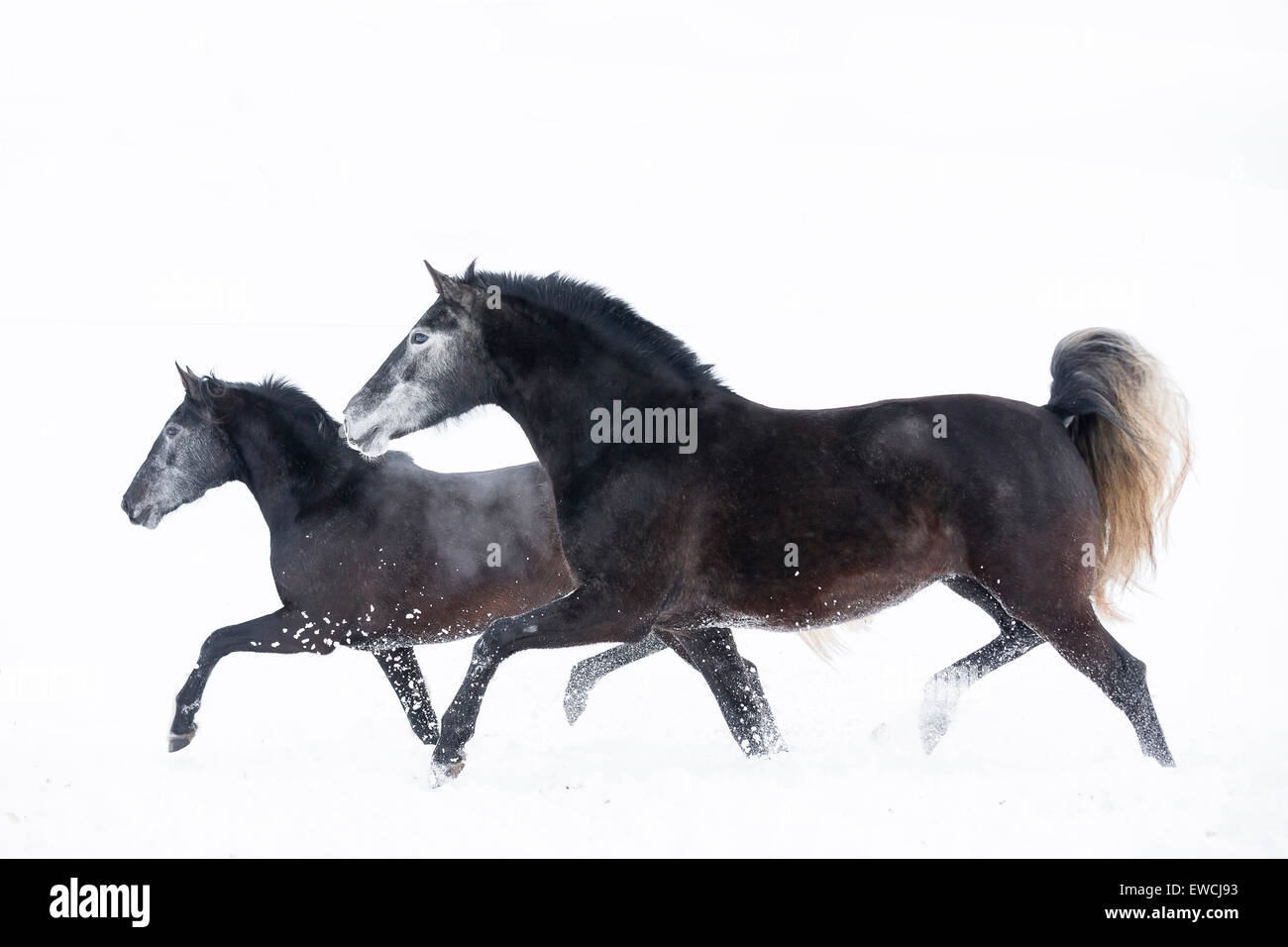 Pure Spanish Horse, Andalusian. Two mares trotting on a snowy pasture. Germany Stock Photo