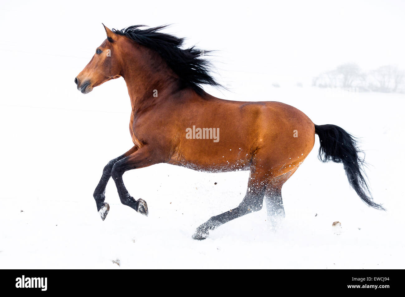 Pure Spanish Horse, Andalusian. Bay stallion galloping on a snowy pasture. Germany Stock Photo