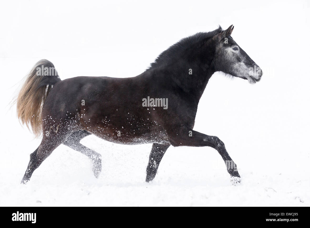 Pure Spanish Horse, Andalusian. Gray mare trotting on a snowy pasture. Germany Stock Photo