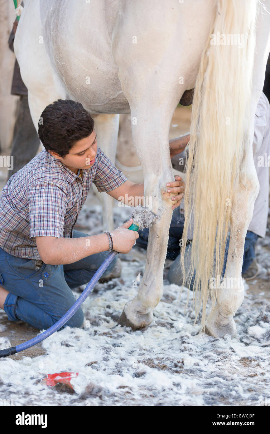 Arab Horse, Arabian Horse. Groom clipping the legs of a gray horse. Egypt Stock Photo