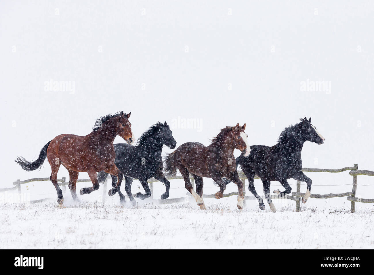 Warmblood. Four horses galloping on a snowy pasture in falling snow. Germany Stock Photo
