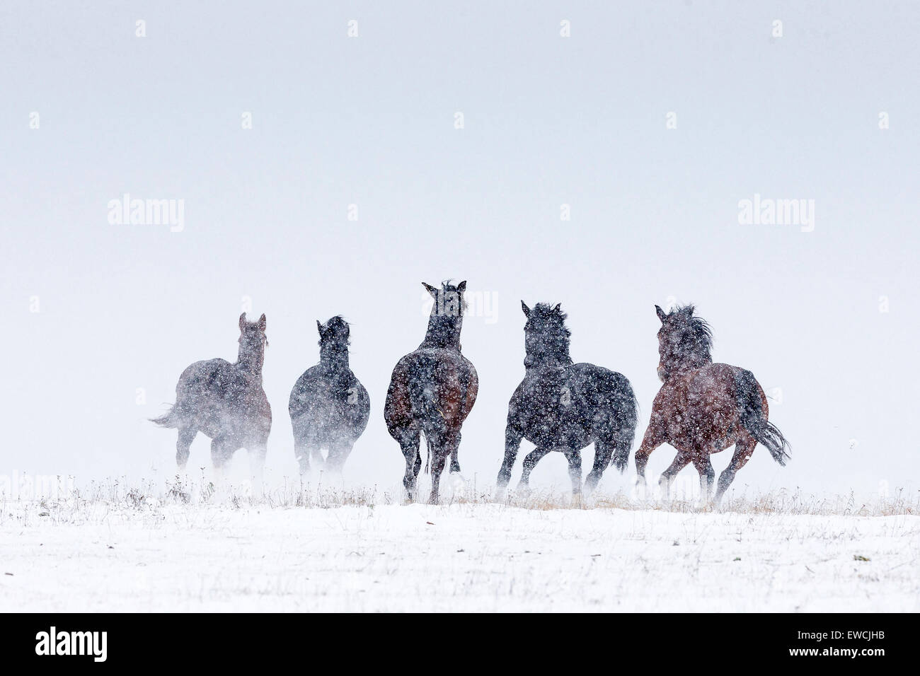 Warmblood. Five horses galloping on a snowy pasture in falling snow, rear view. Germany Stock Photo