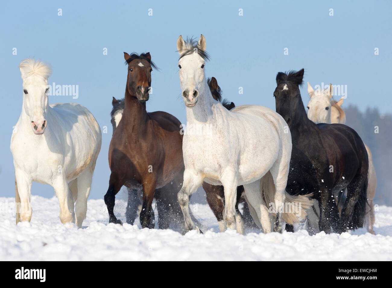 Pure Spanish Horse, Andalusian. Herd on a snowy pasture. Germany Stock Photo