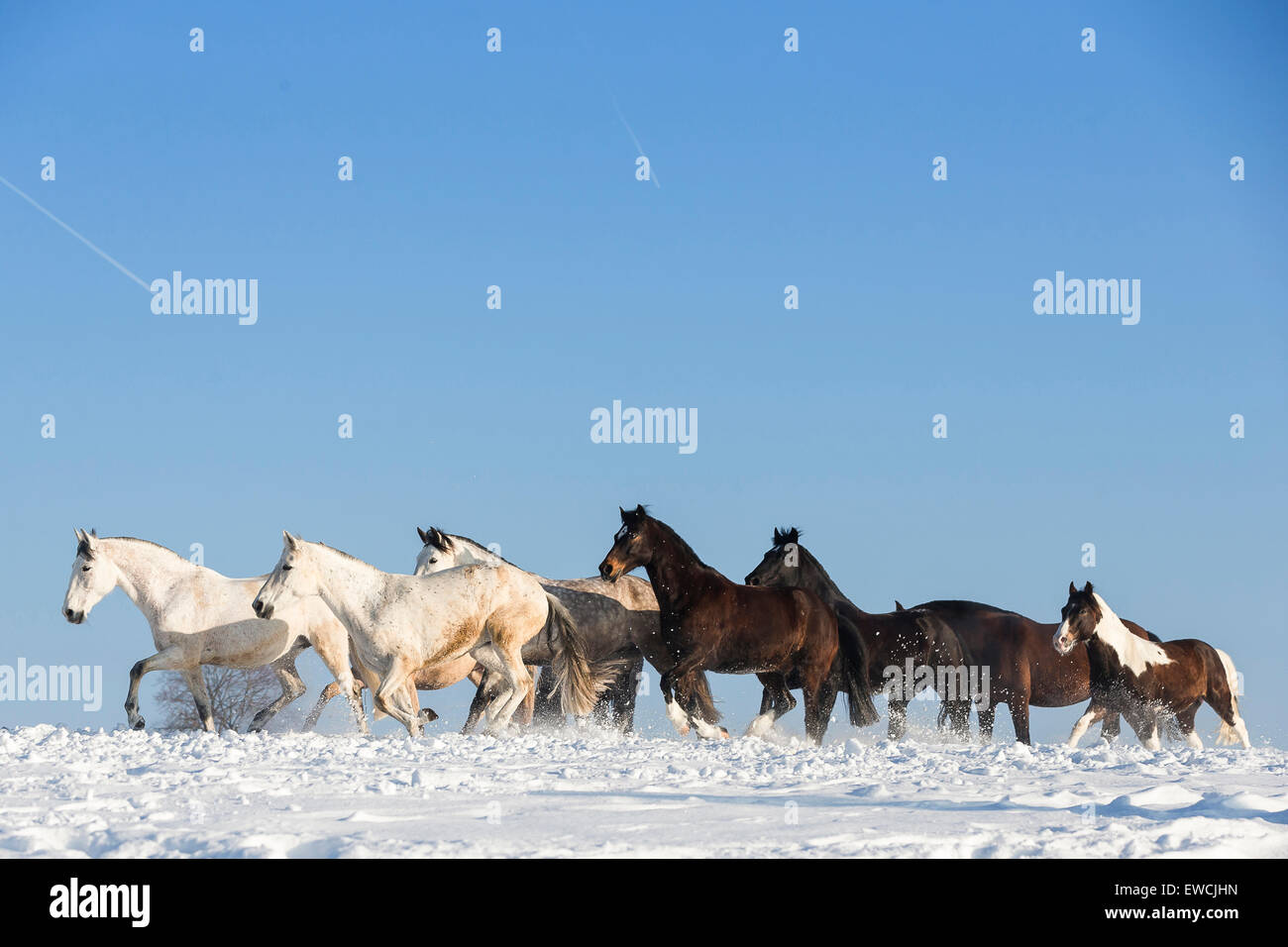 Pure Spanish Horse, Andalusian. Herd galloping on a snowy pasture. Germany Stock Photo