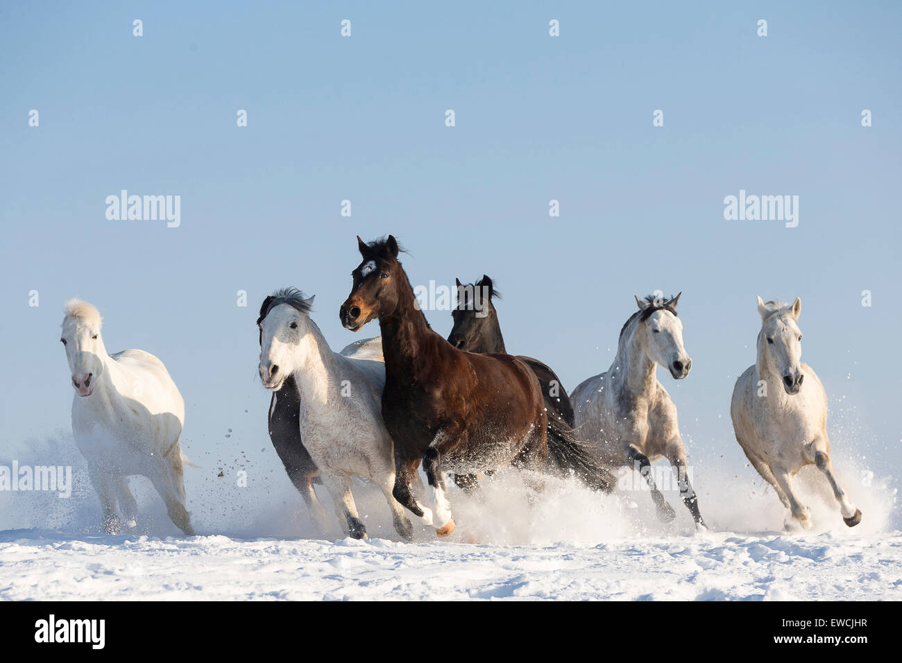 Pure Spanish Horse, Andalusian. Herd galloping on a snowy pasture. Germany Stock Photo