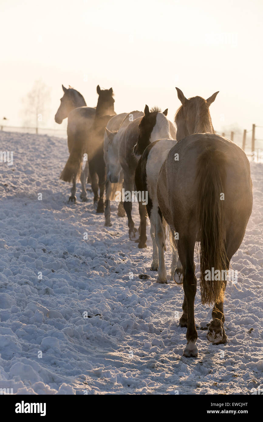 Pure Spanish Horse, Andalusian. Group of mares walking in line on a snowy pasture. Germany Stock Photo