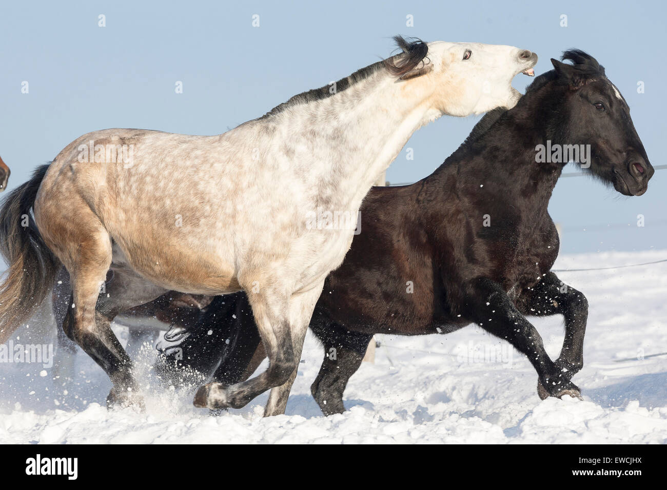 Pure Spanish Horse, Andalusian. Gray horse on a snowy pasture trying to bite a black one. Germany Stock Photo