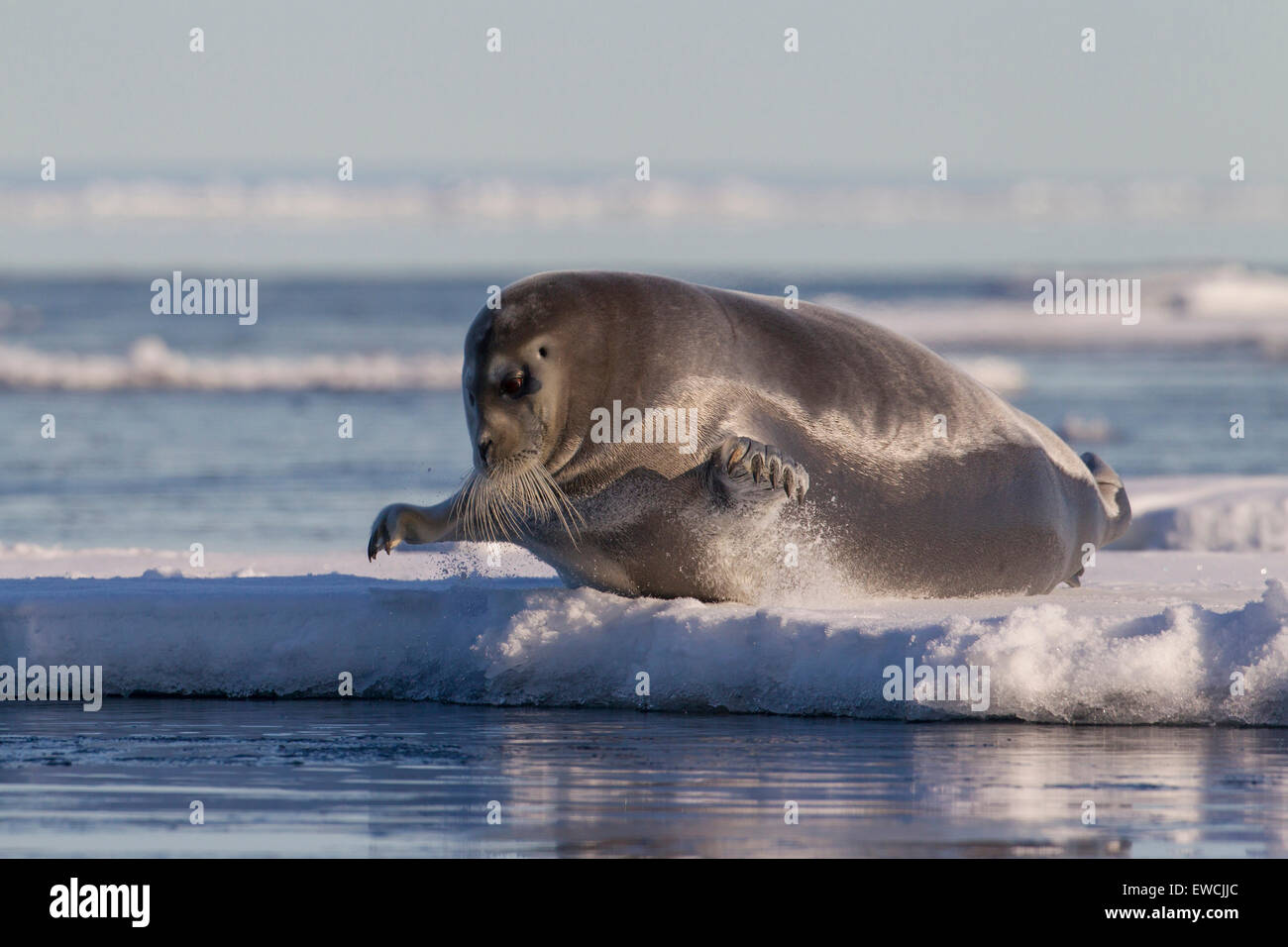Seal jumping hires stock photography and images Alamy