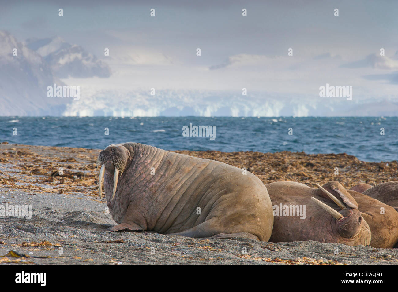 Walrus (Odobenus rosmarus). Adult males resting on a beach. Svalbard Stock Photo