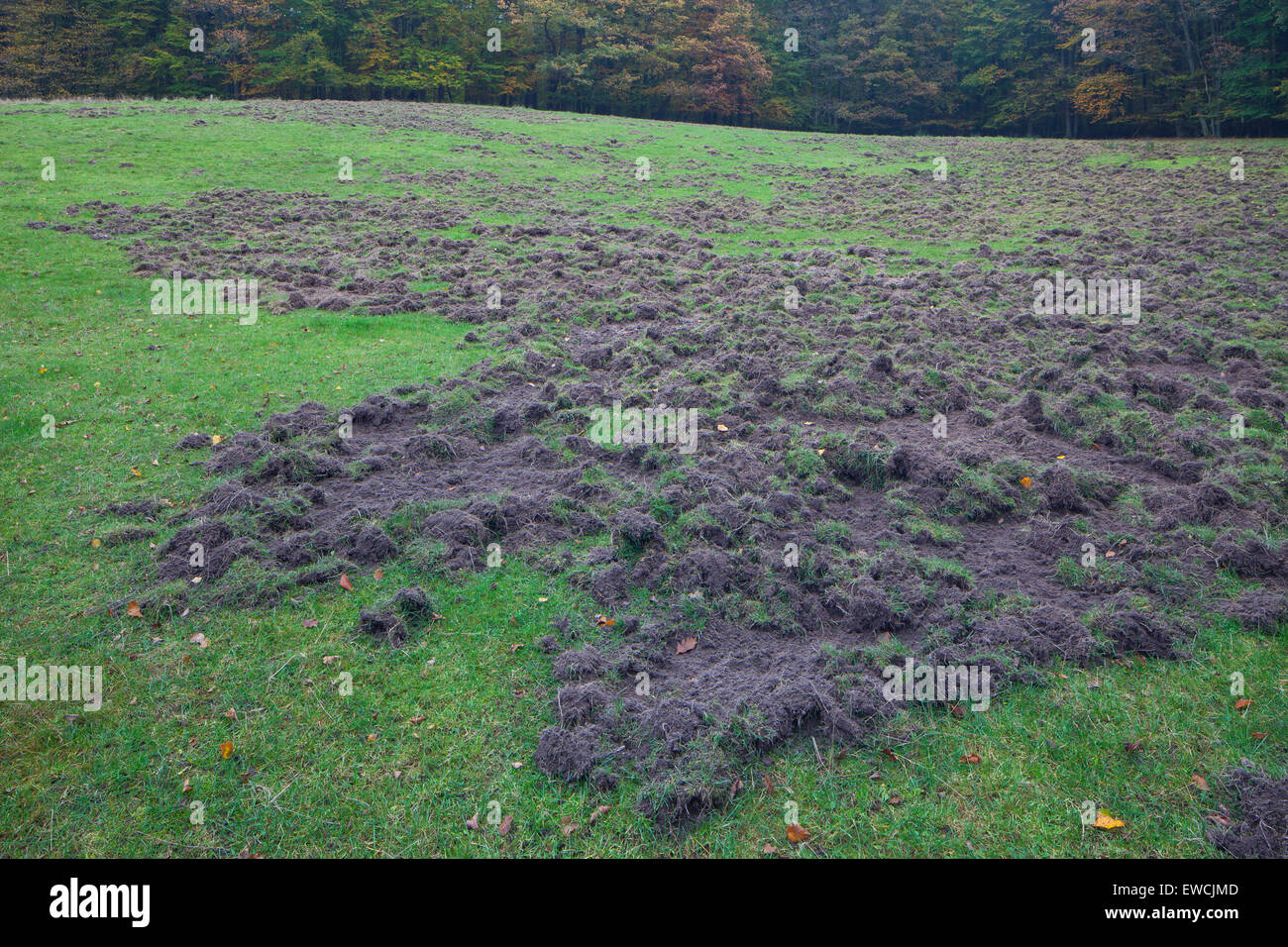 Wild Boar (Sus scrofa). Meadow dug up by wild boars. Mecklenburg-Western Pomerian, Germany Stock Photo