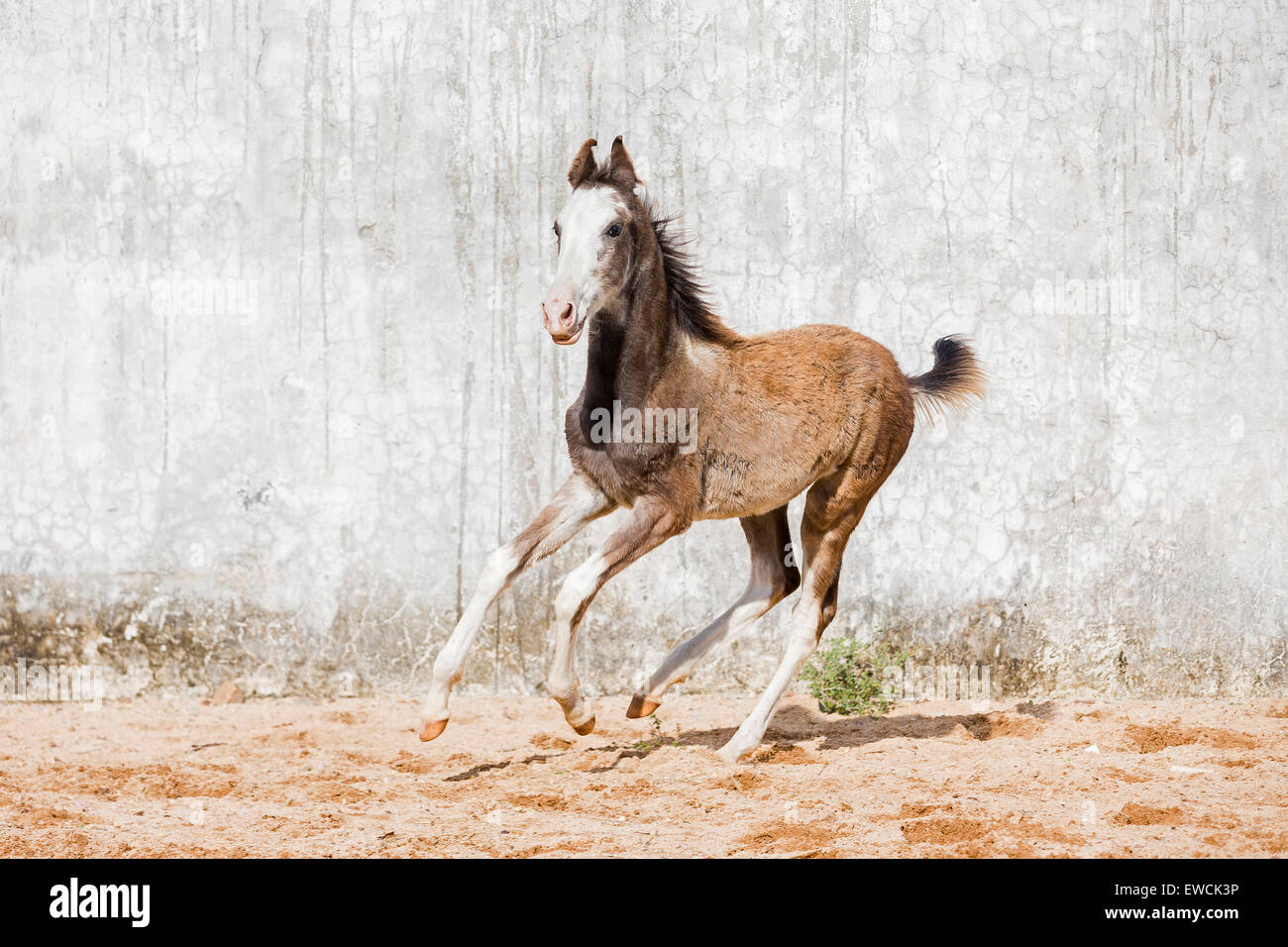 Marwari Horse. Strawberry roan foal galopping in a paddock. Rajasthan, India Stock Photo