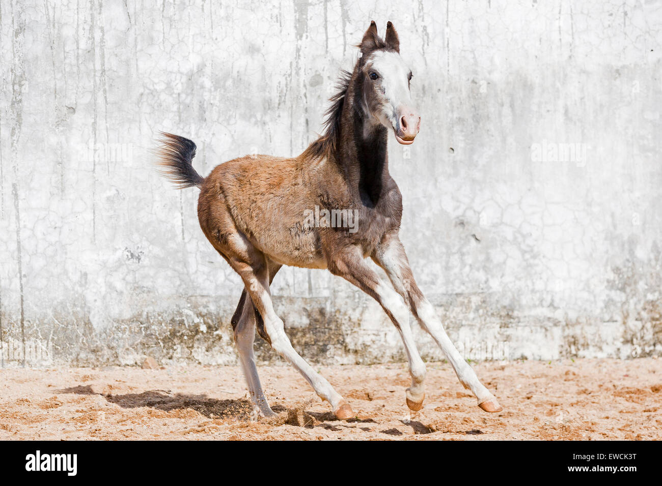 Marwari Horse. Strawberry roan foal galopping in a paddock. Rajasthan, India Stock Photo