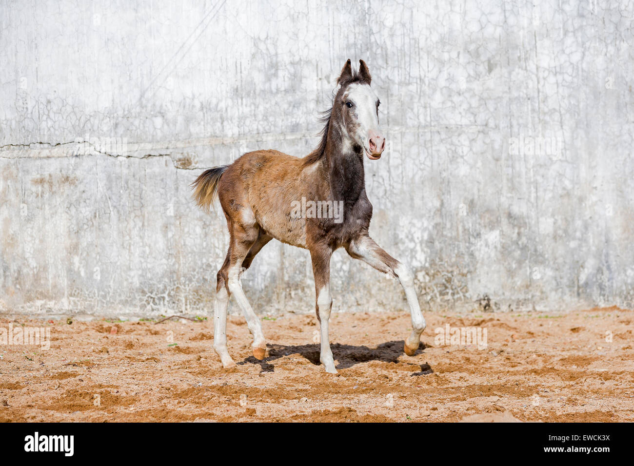 Marwari Horse. Strawberry roan foal walking in a paddock. Rajasthan, India Stock Photo