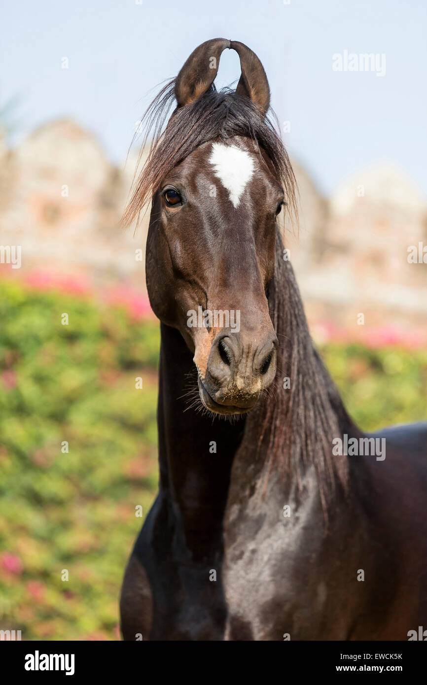 Marwari Horse. Portrait of bay adult. Rajasthan, India Stock Photo