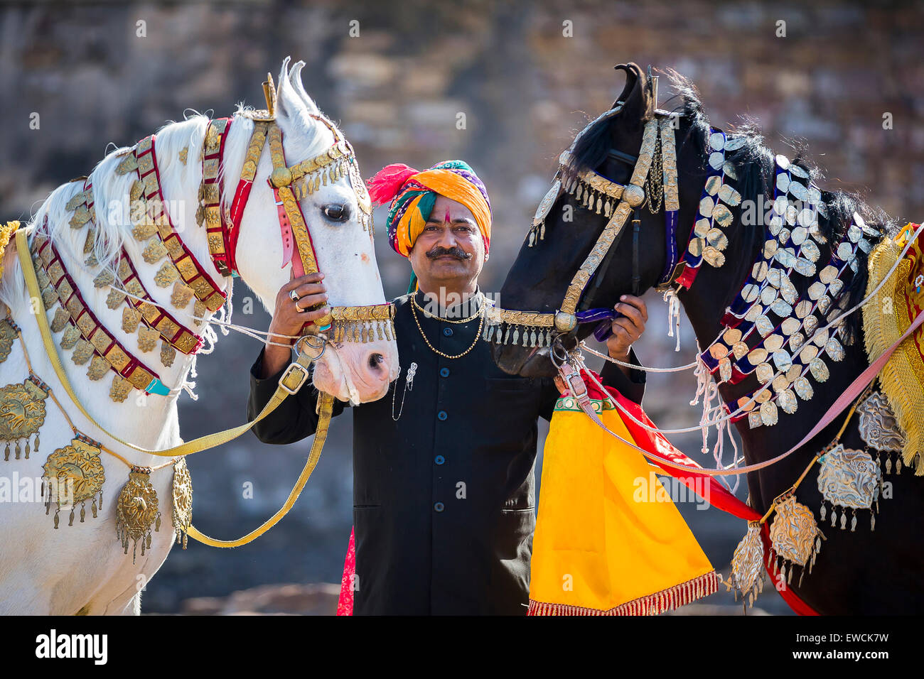 Marwari Horse. Pair of decorated dancing horses with proud owner. Rajasthan, India Stock Photo
