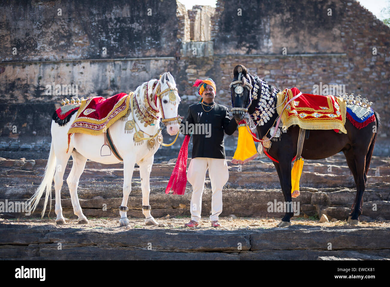 Marwari Horse. Pair of decorated dancing horses with proud owner. Rajasthan, India Stock Photo