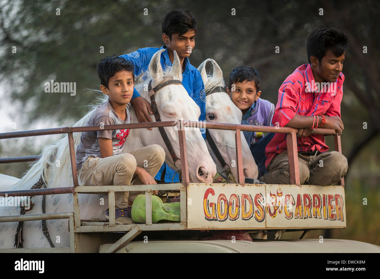 Marwari Horse. Pair of dancing horses with children on a pickup truck. Rajasthan, India Stock Photo