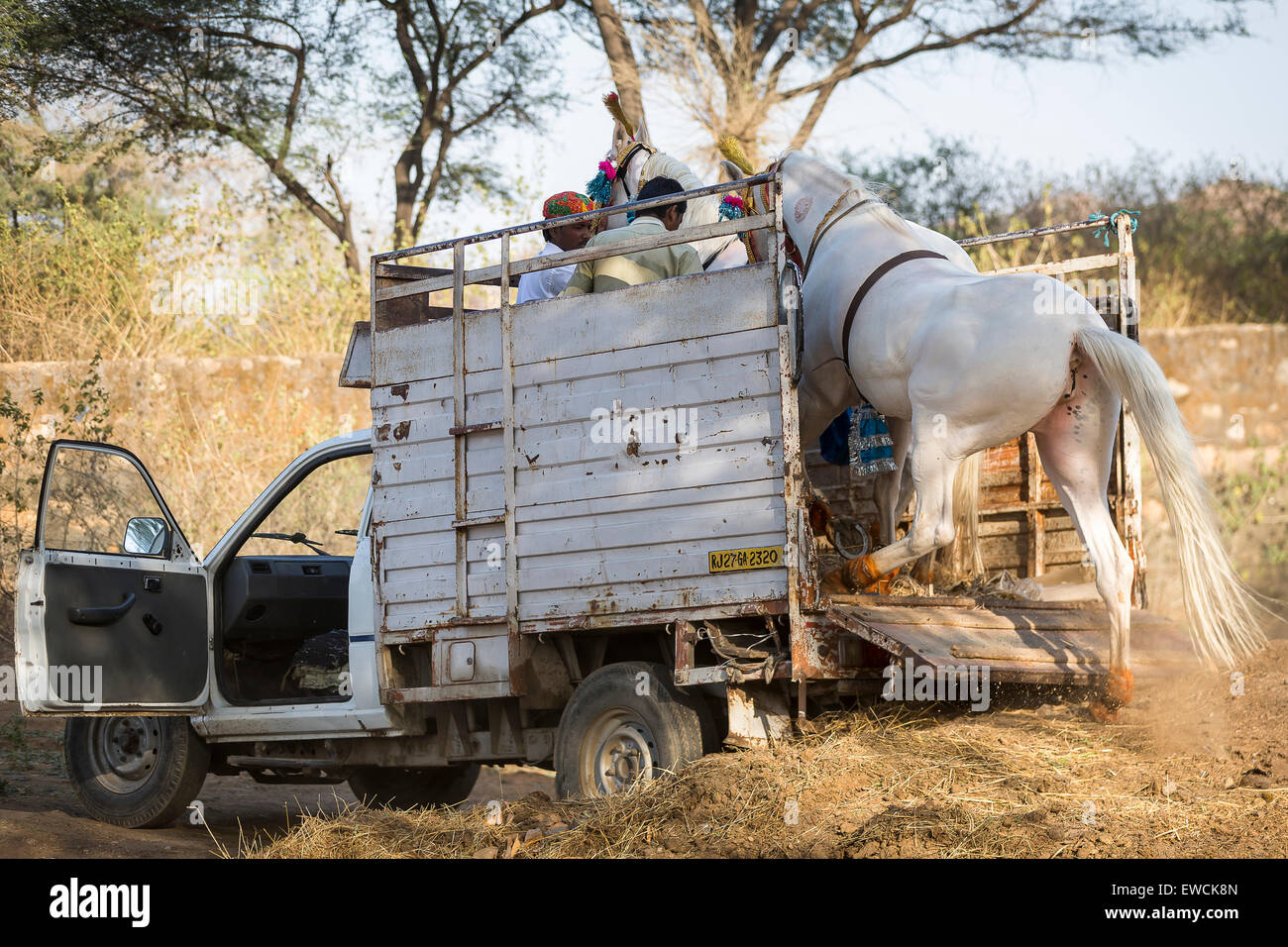 Marwari Horse. Pair of dancing horses being loaded on a pickup truck. Rajasthan, India Stock Photo
