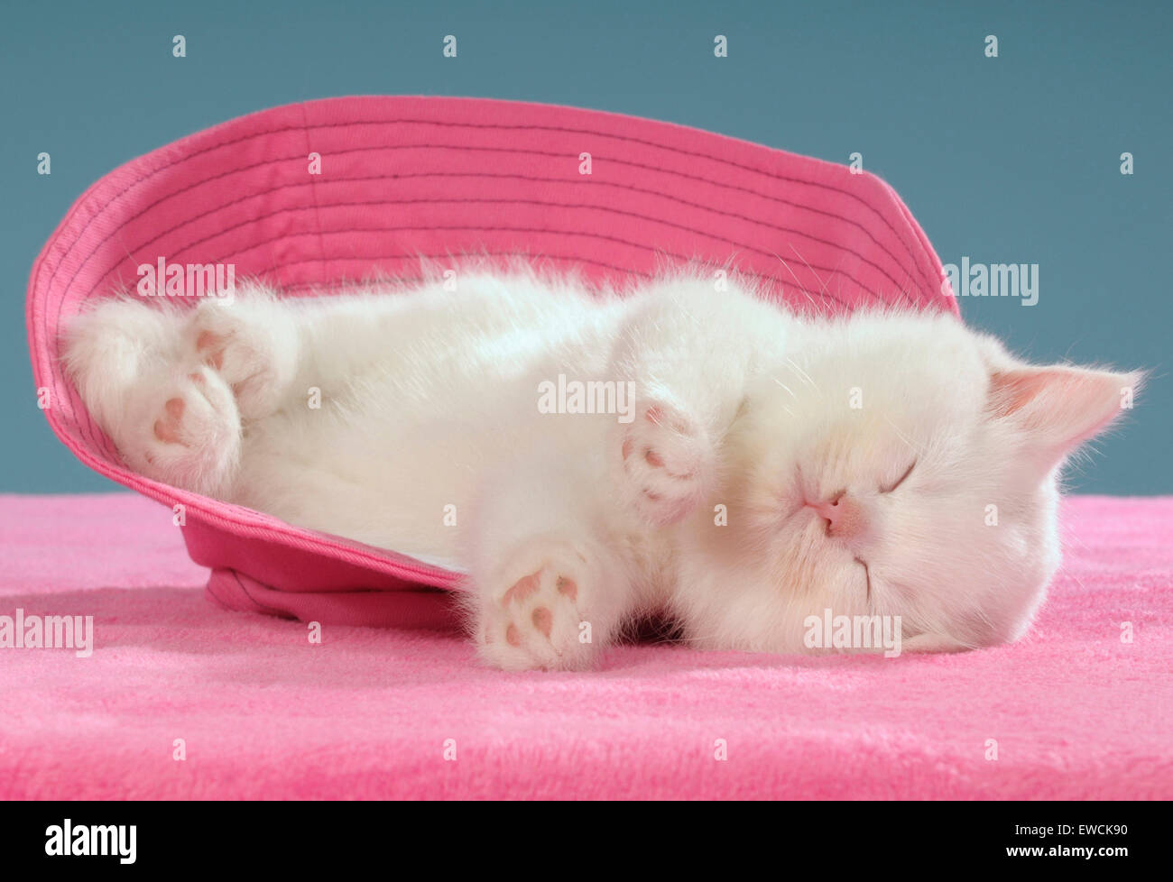 Domestic Cat. White kitten sleeping in a pink straw hat. Germany Stock Photo