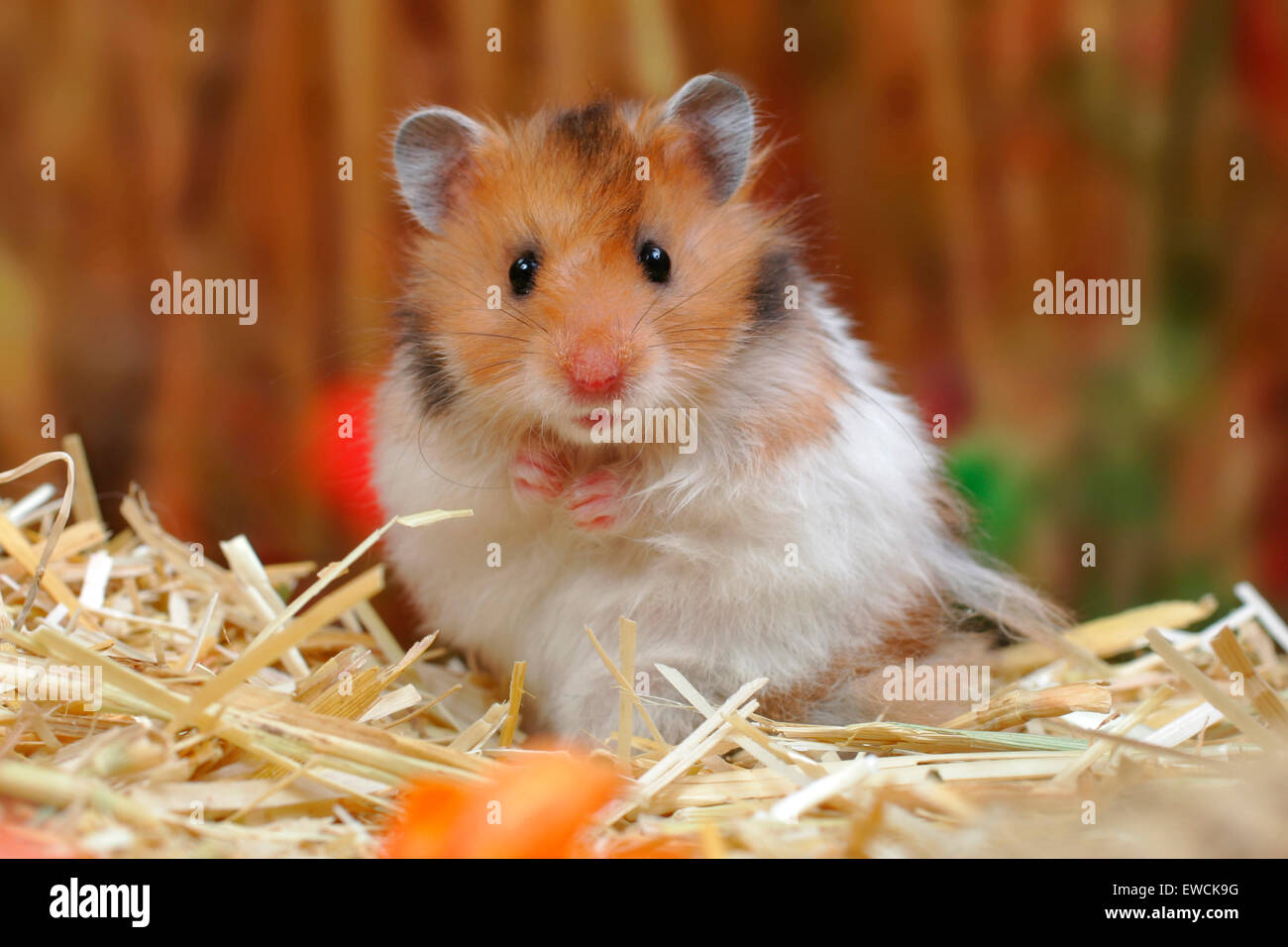 Golden Hamster, Pet Hamster (Mesocricetus auratus). Adult on straw. Germany Stock Photo