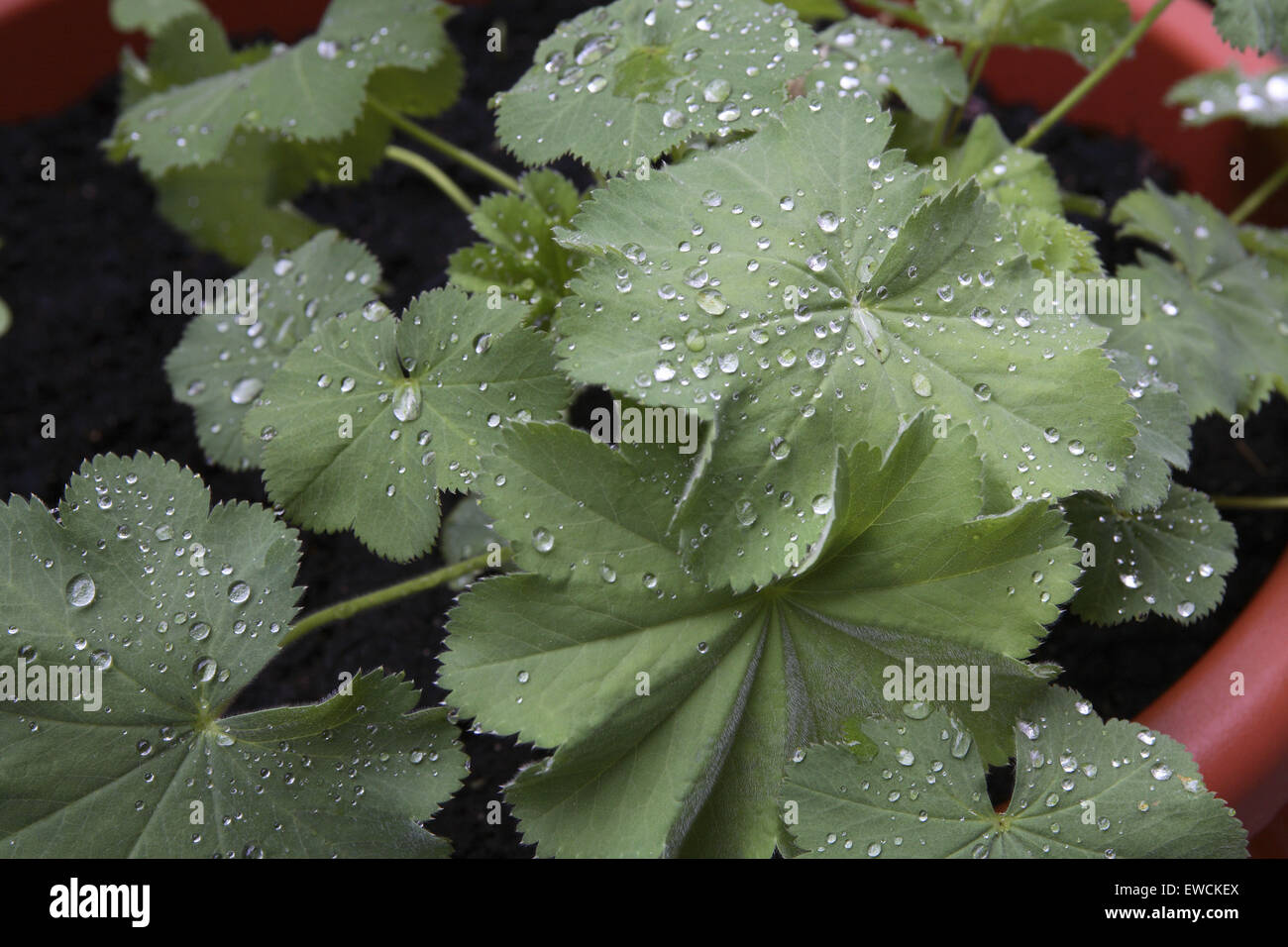 DEU, Germany, leaves of the lady´s mantle (Alchemilla). Stock Photo