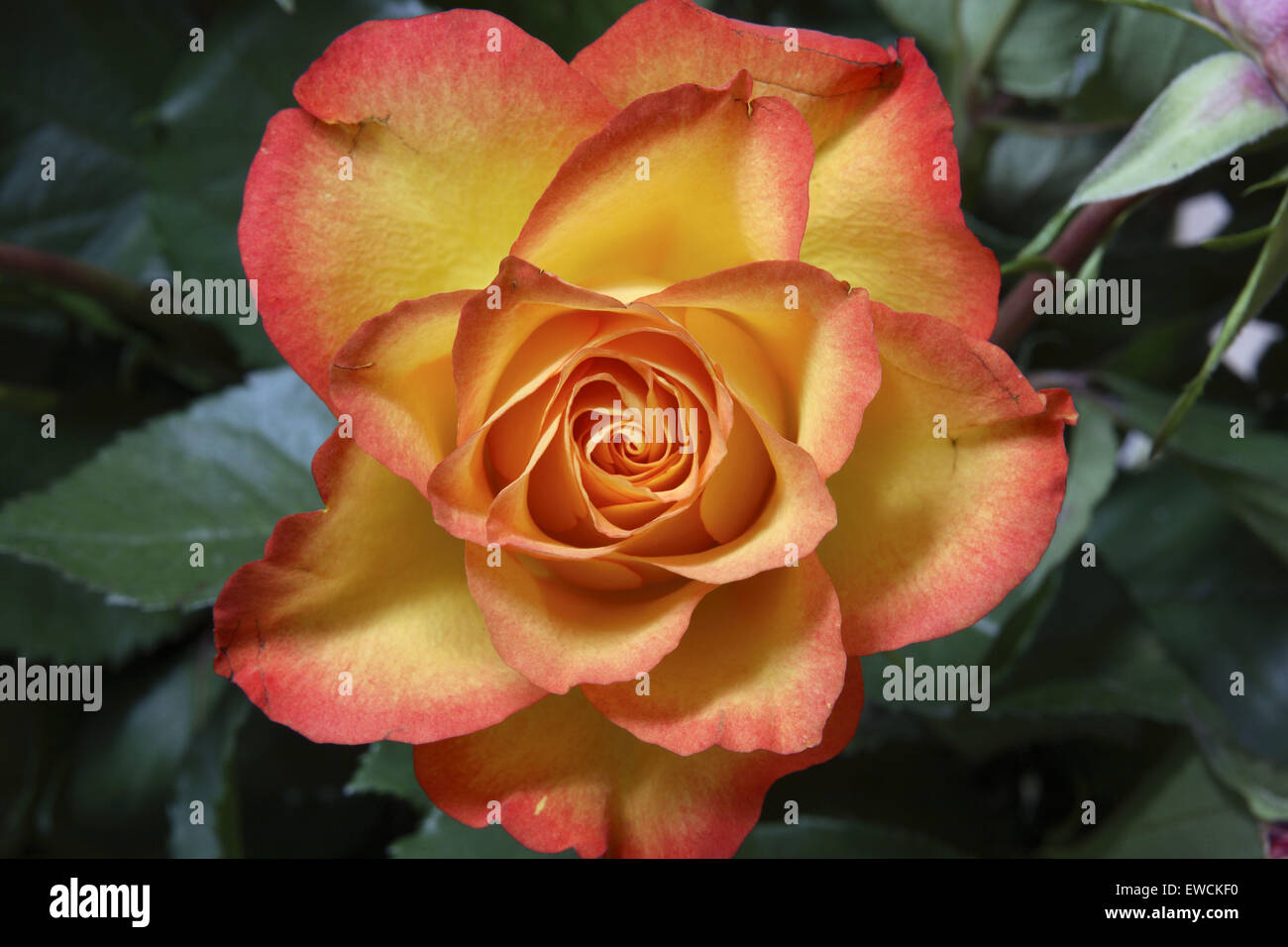 DEU, Germany, rose (Rosa Stock Photo Alamy