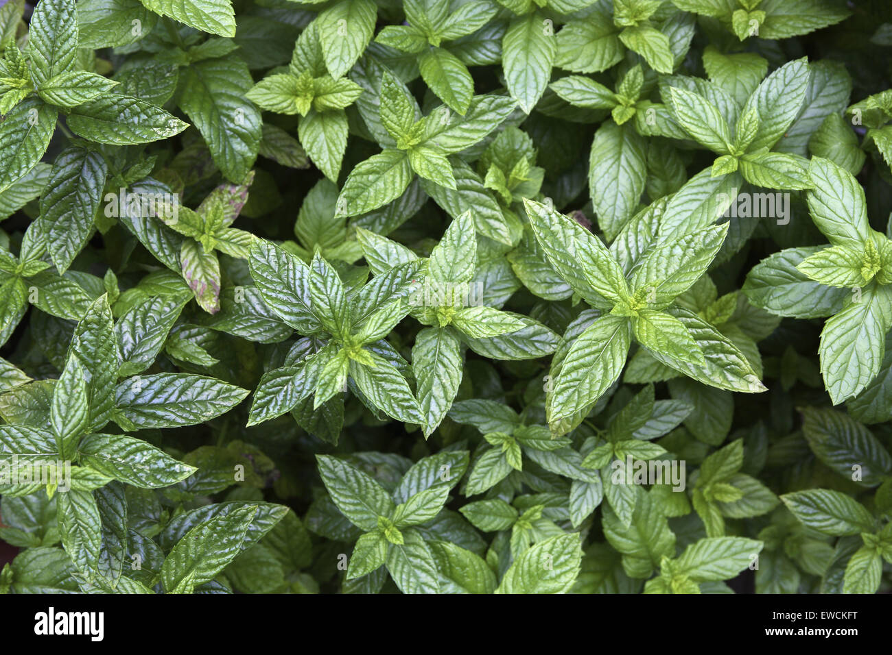 Europe, Germany, Spearmint (Mentha spicata). Stock Photo