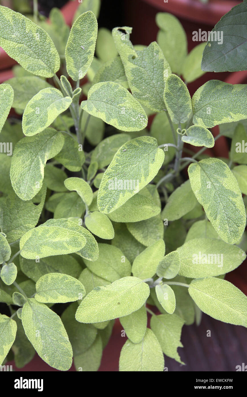 Europe, Germany, Golden edged sage (lat. Salvia officinalis aurea). Stock Photo