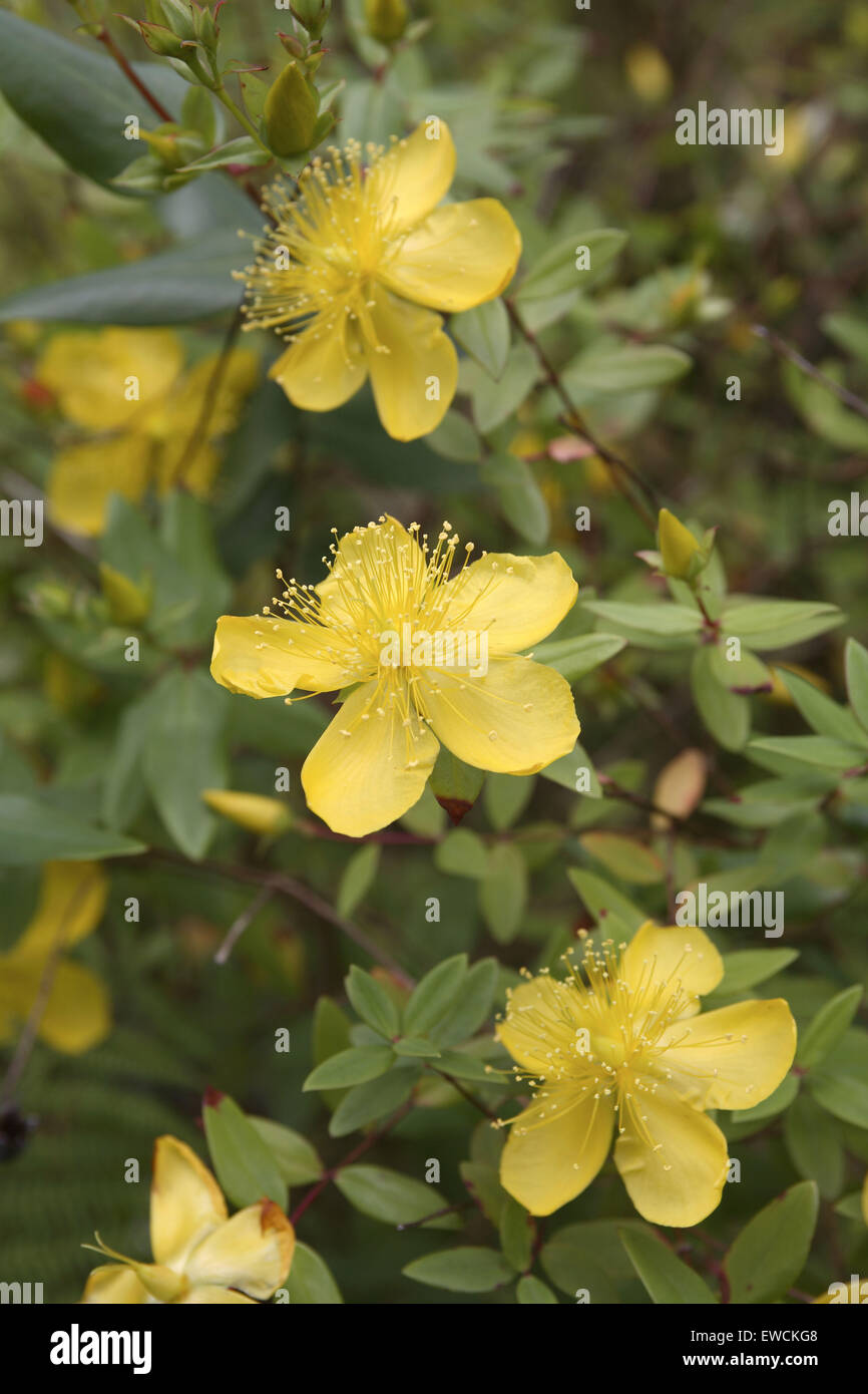 Europe, Germany, blossom of the SaintJohn'swort (lat. Hypericum