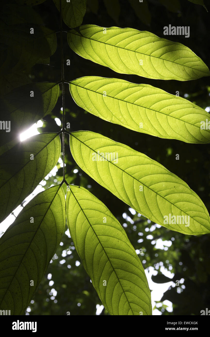 Europe, Germany, leaves of the Yellow Saraca (lat. Saraca thaipingensis) at the botanical garden in Bochum. Stock Photo