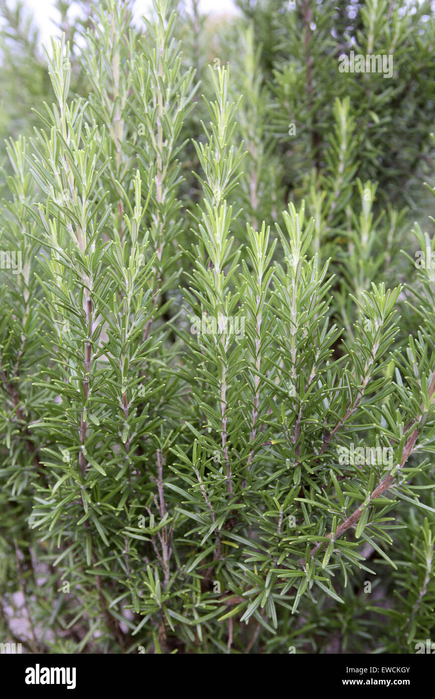 Europe, Germany, Rosemary [lat. Rosmarinus officinalis]. Stock Photo