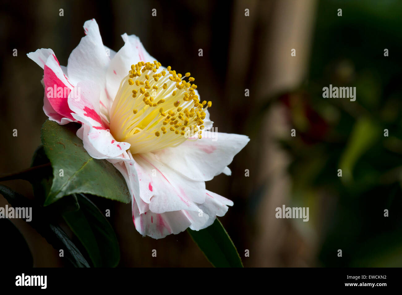 Europe, Germany, camellia, (Camellia). Stock Photo