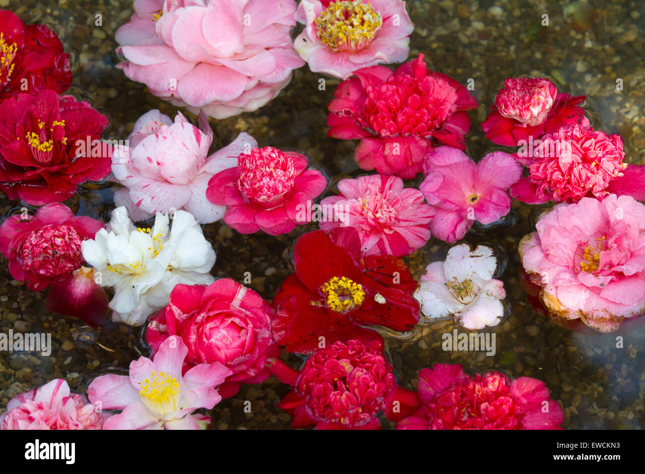Europe, Germany, camellia blossoms (Camellia) swimming on the water surface. Stock Photo