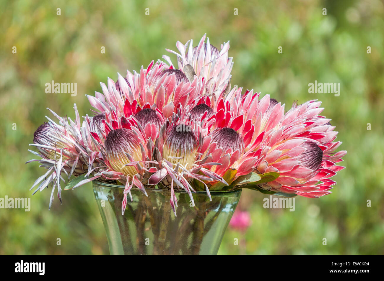 Vase with red, pink and purple protea flowers Stock Photo