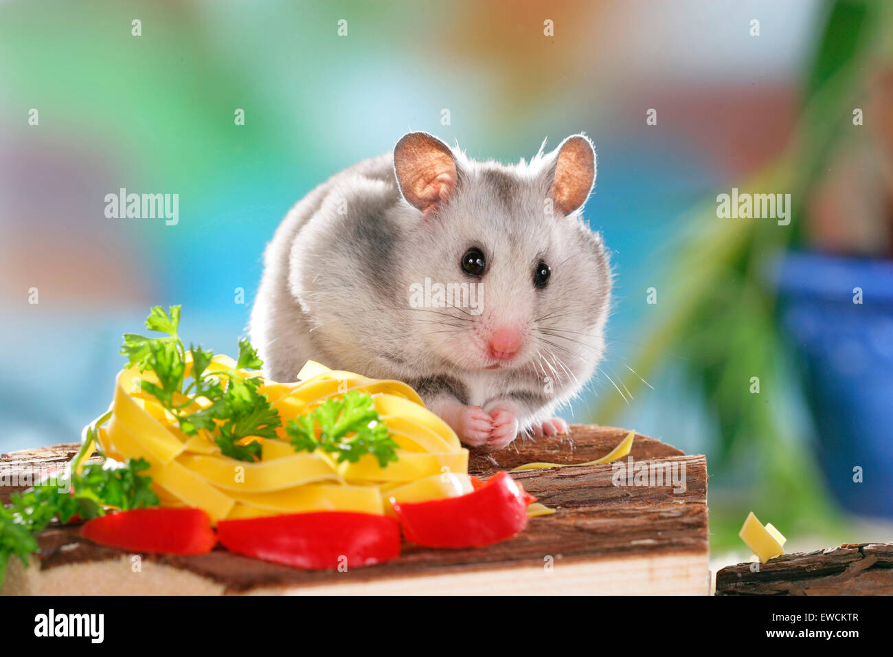 Can Hamsters Eat Pasta
