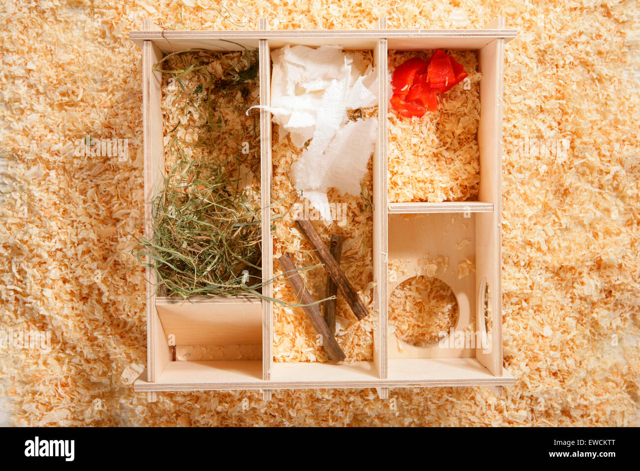 Golden Hamster, Pet Hamster (Mesocricetus auratus). Interior of a Hamster house. Germany Stock Photo