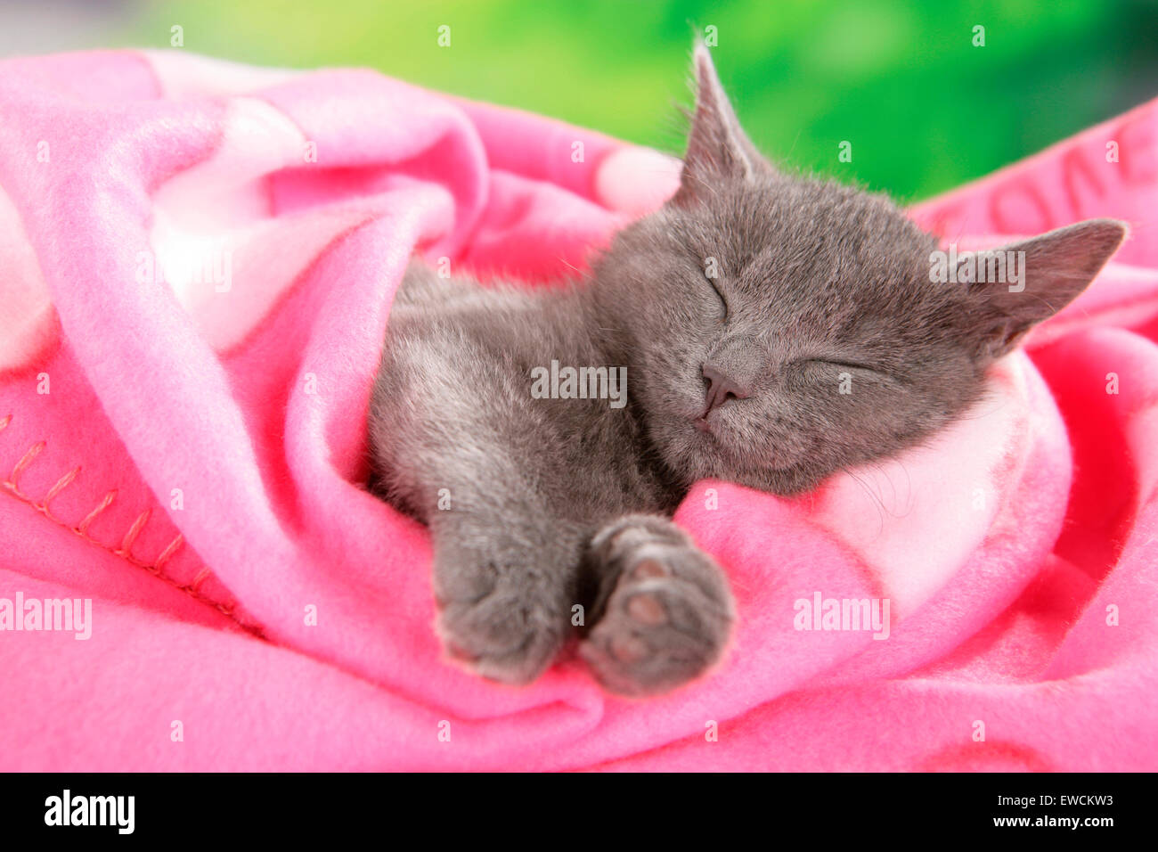 Domestic Cat. Gray kitten sleeping in a pink blanket. Germany Stock Photo
