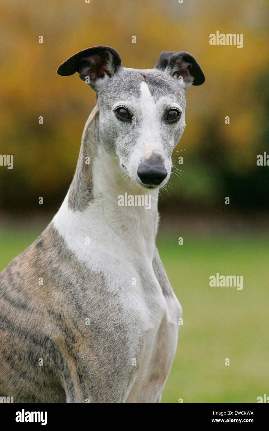 english whippet