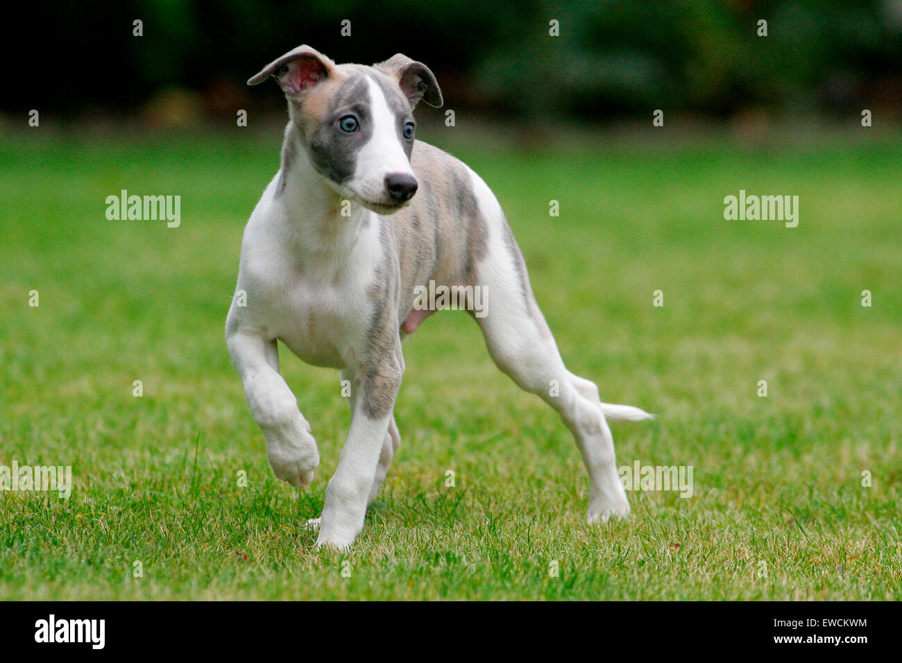English Whippet. Puppy walking on a lawn. Germany Stock Photo
