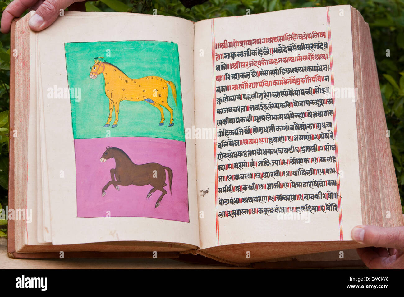 Asvasastram (Science of horses). An Illustrated book of Equinology. Rajasthan, India Stock Photo