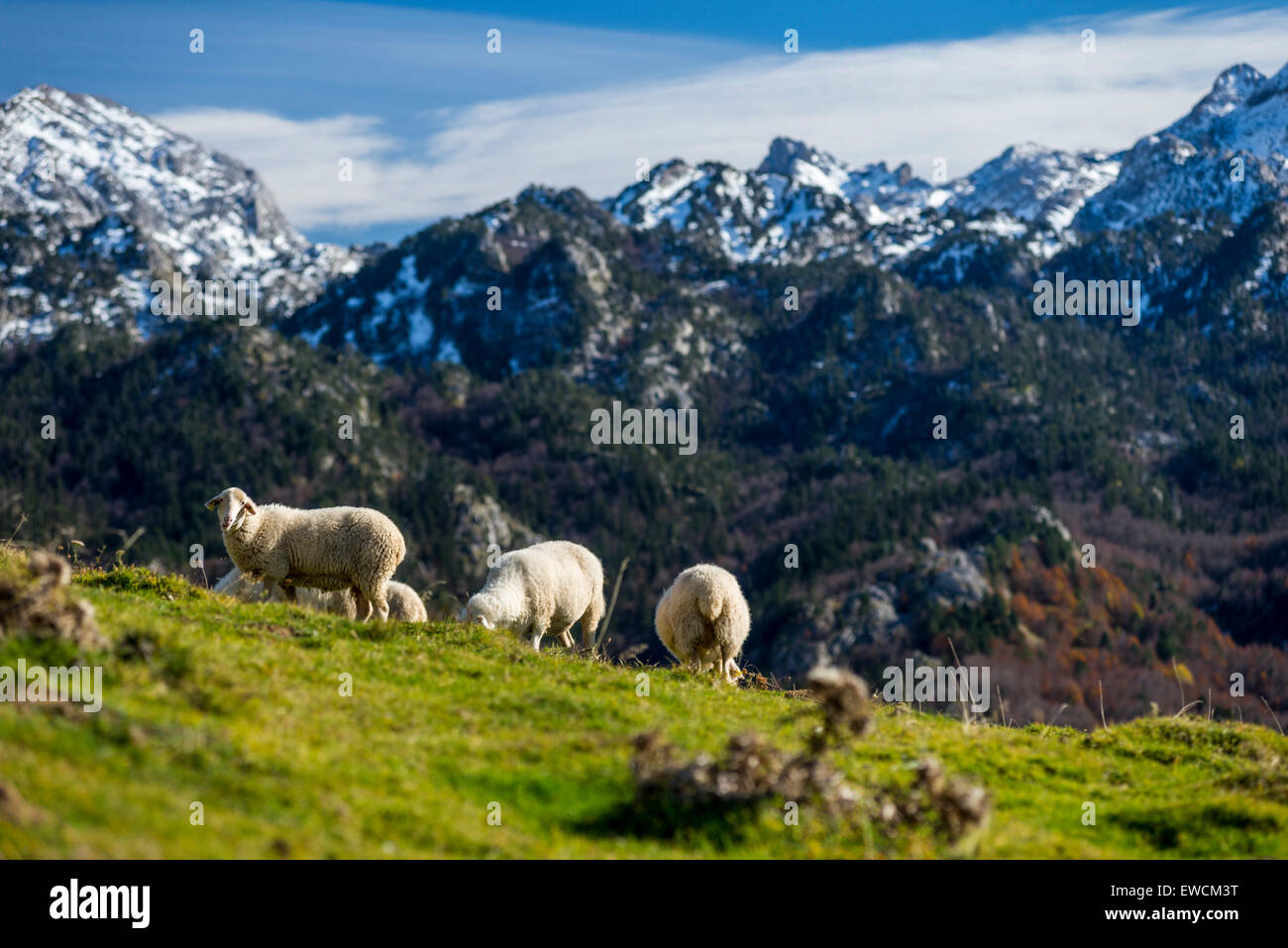 Sheeps standed in Larra Belagua area, Roncal Valley, Navarre Pyrenees, Spain Stock Photo