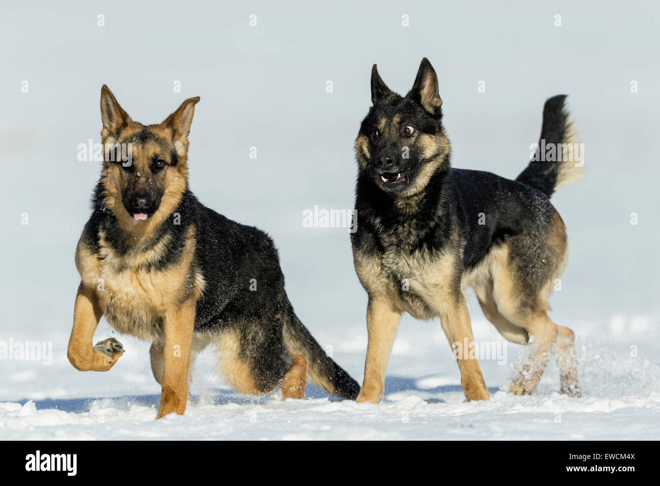 German Shepherd Alsatian. Two adults playing on snow. Germany