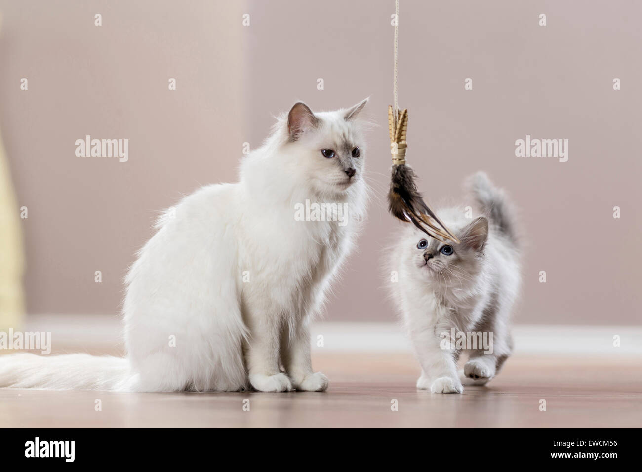 Sacred Birman. Mother and cat watching a toy. Germany Stock Photo