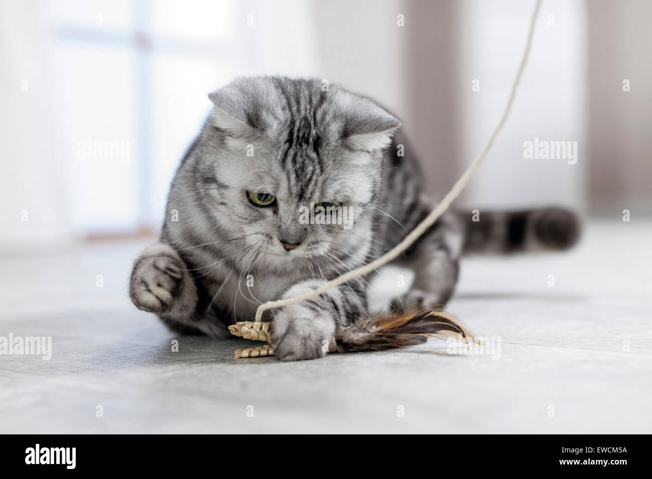 British Shorthair. Tabby adult hold down a toy. Germany Stock Photo